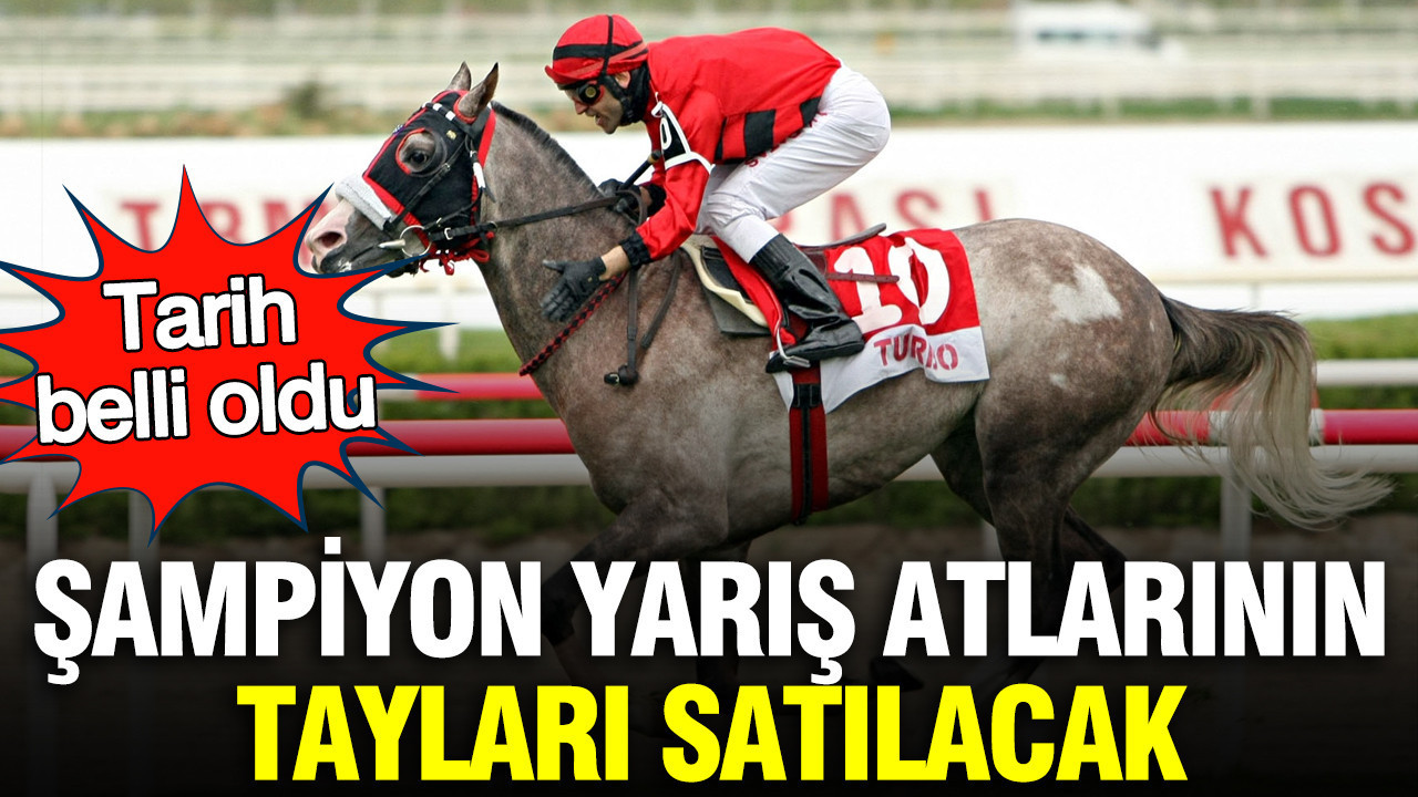 Şampiyon yarış atlarının tayları satılacak: Tarih belli oldu