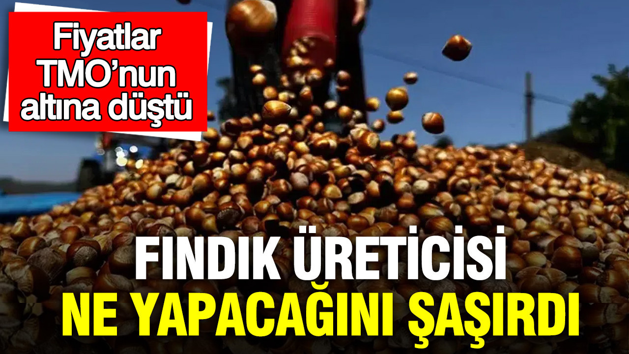 Fındık üreticisi ne yapacağını şaşırdı: Fiyatlar TMO’nun altına düştü