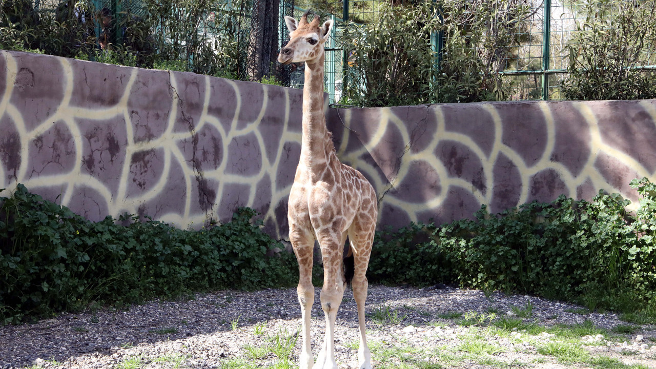 İsmi anket ile belirlenecek: Türkiye’nin ilk yerlisi zürafası oldu: Hayvanat bahçesinin maskotu oldu