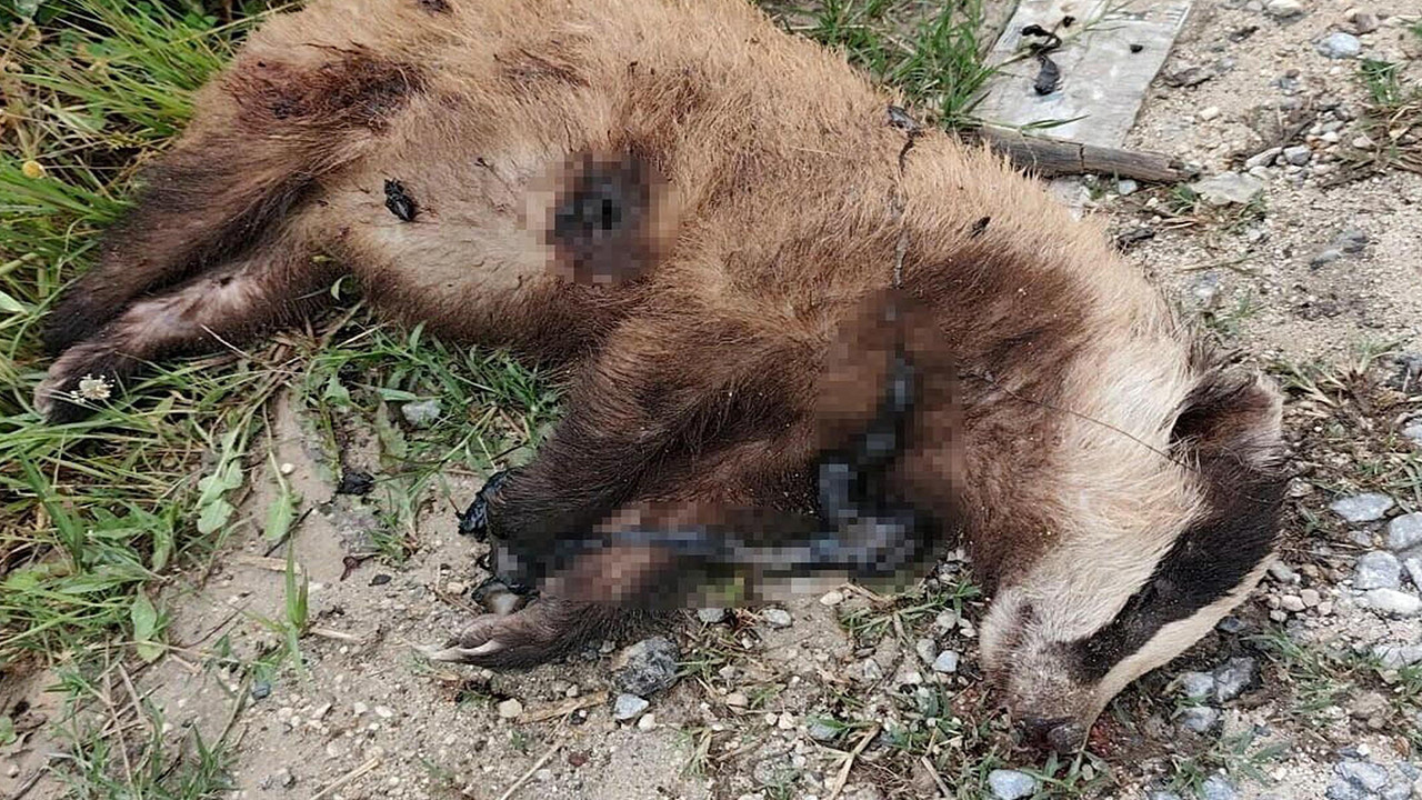 Nesli tehlike altındaki tür silahla vurularak öldürüldü