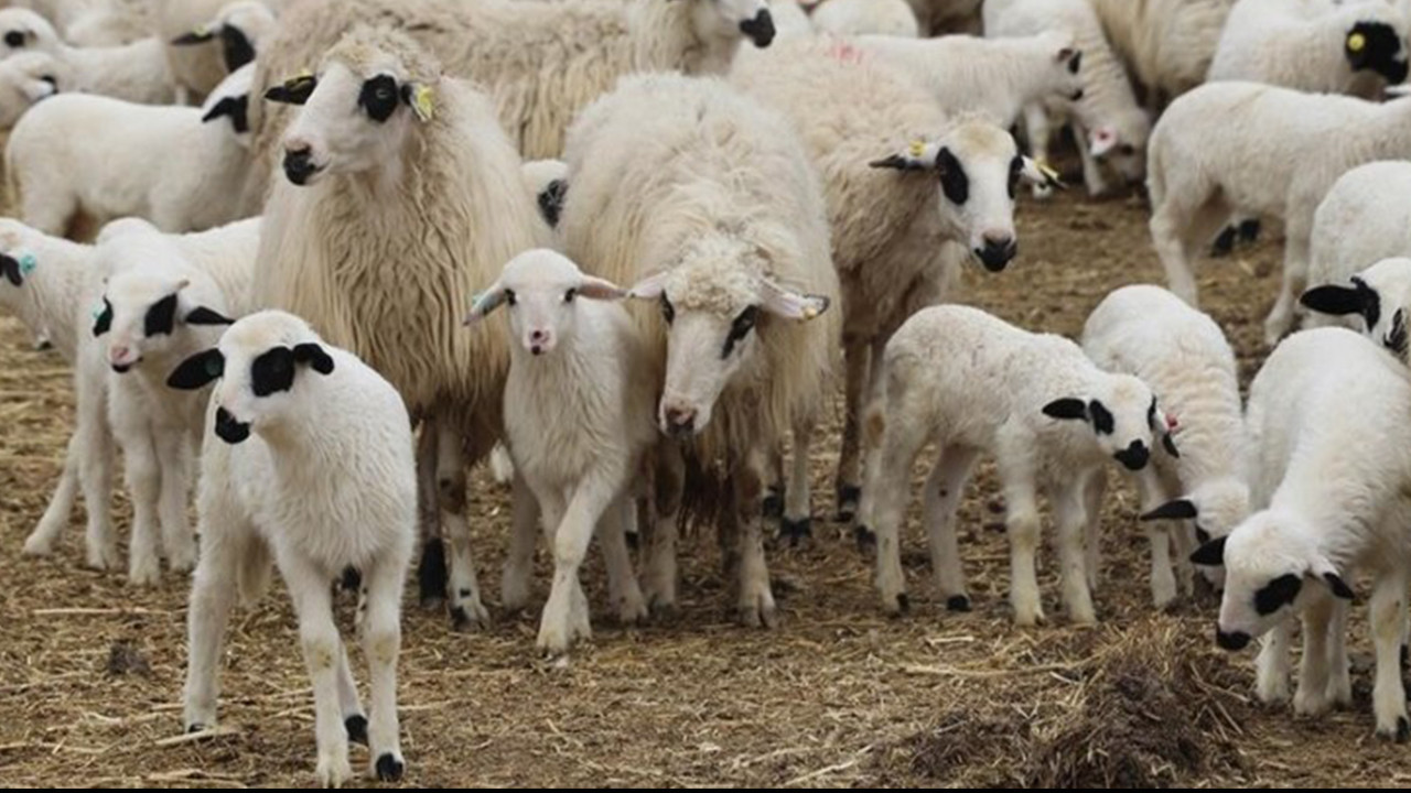 TİGEM'den dev satış: 600 küçükbaş hayvan ihaleye çıkıyor