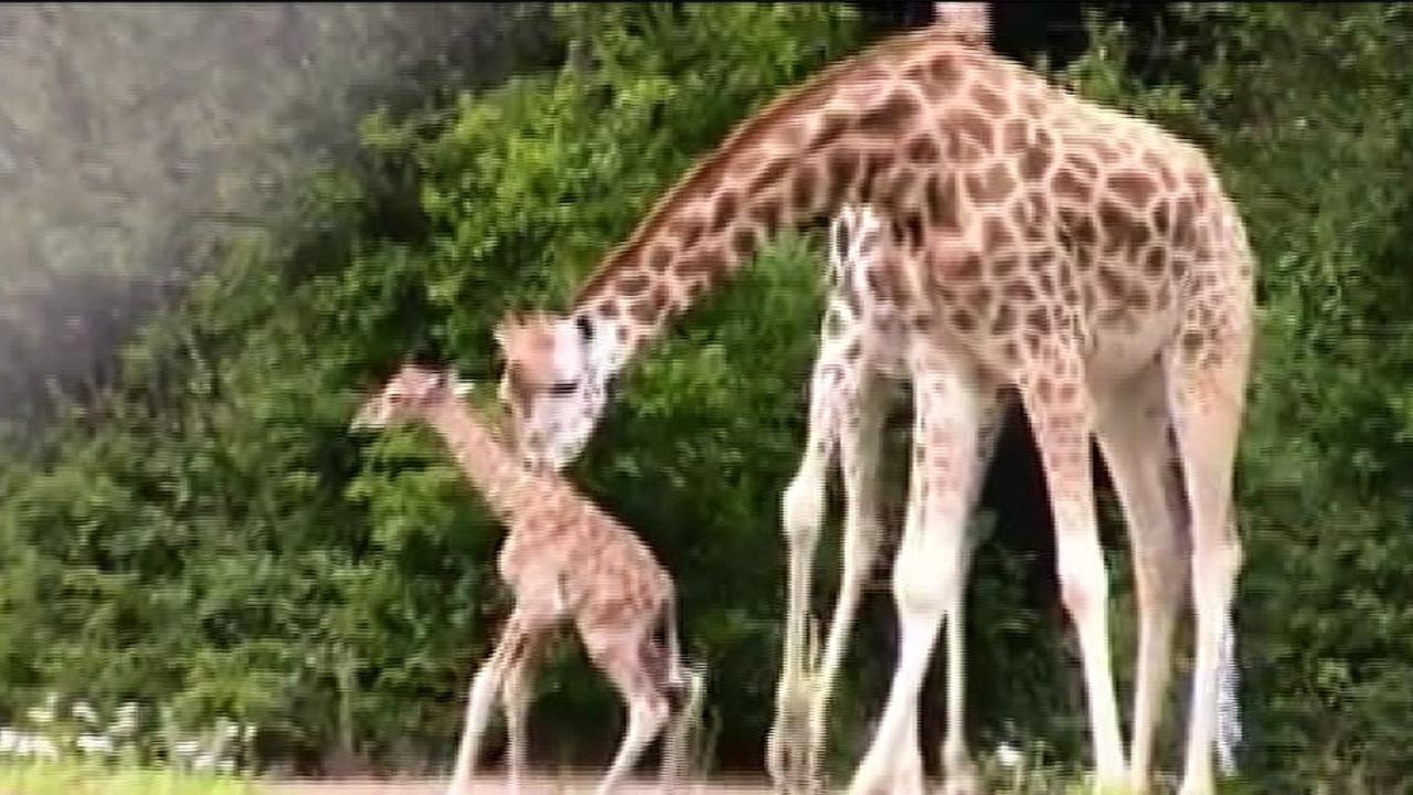 Zürafanın yavrusu yetim doğdu