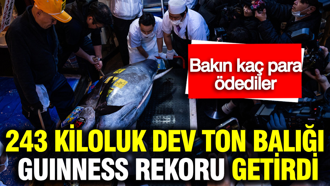 243 kiloluk dev ton balığı Guinness Rekoru getirdi: Bakın kaç para ödediler