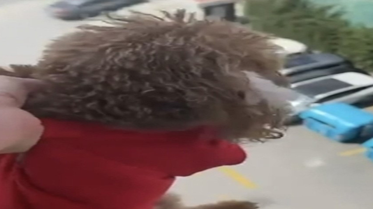 Başakşehir'de camdan sarkıttığı köpeği darbetti