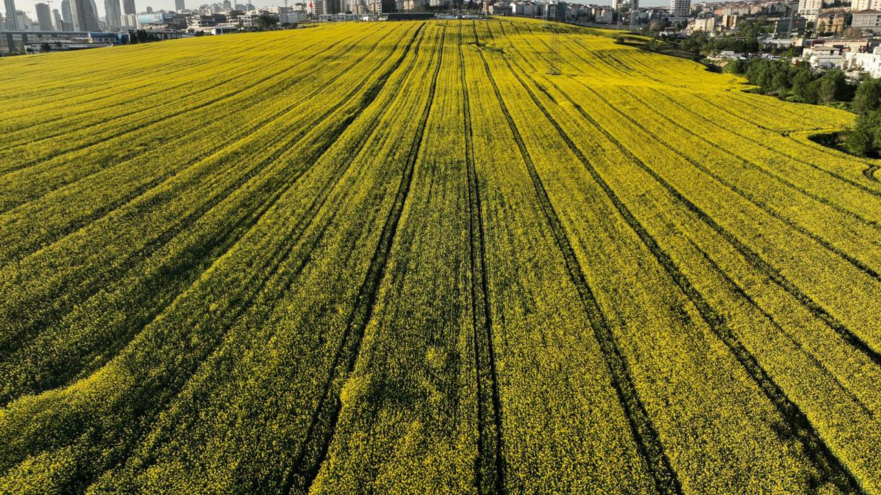 İstanbul’da tarlalar sapsarıya döndü