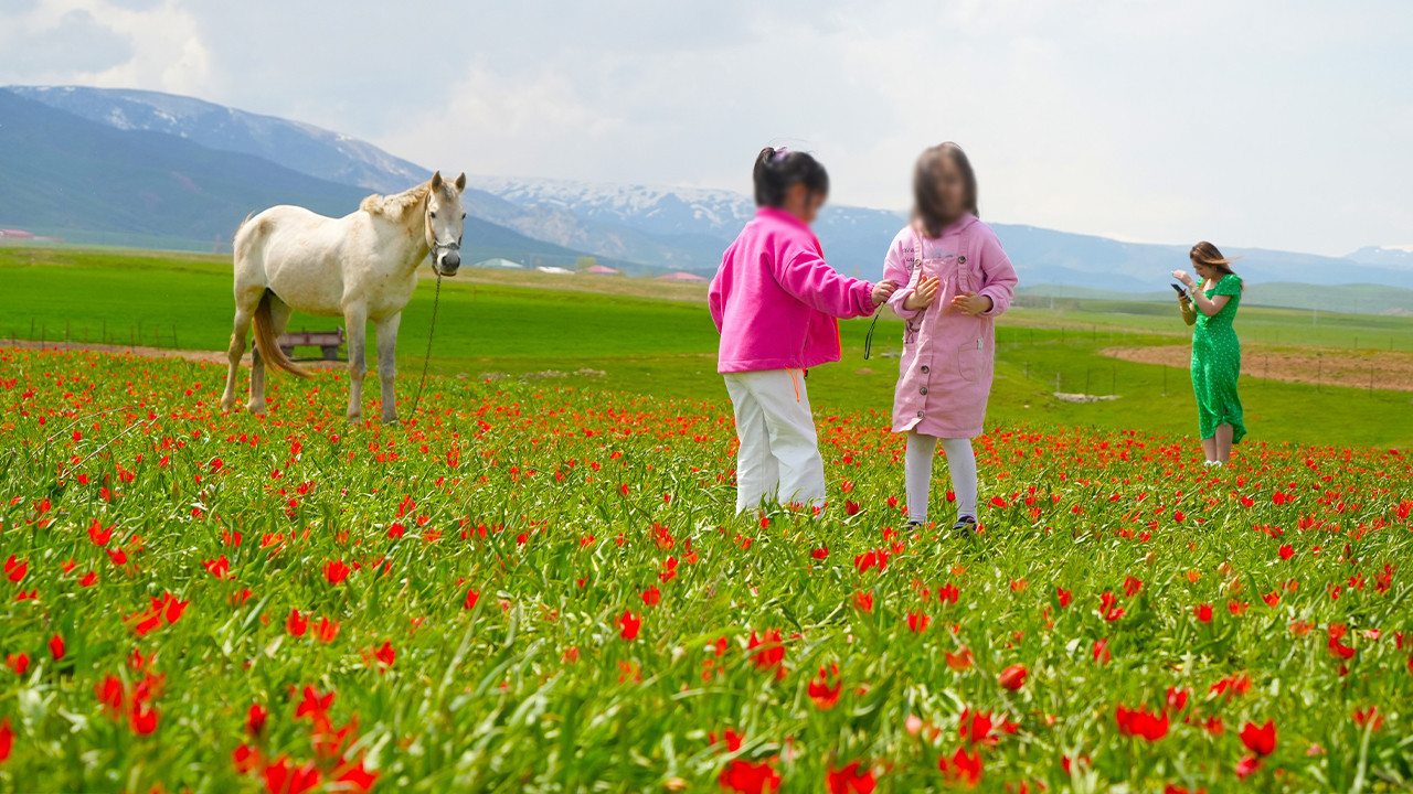 Kartpostallık görüntü: Muş lalesi ovayı kırmızıya boyadı