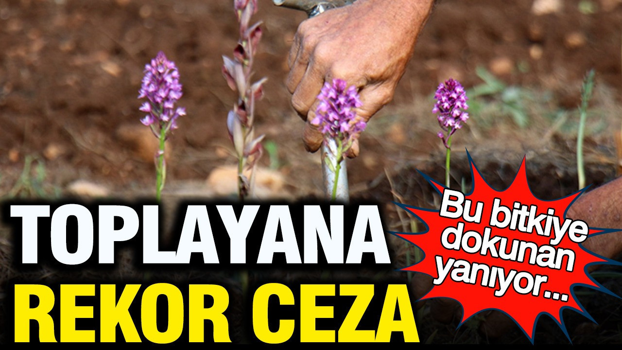 Kocaeli’de izinsiz salep orkidesi toplayan kişiye rekor ceza