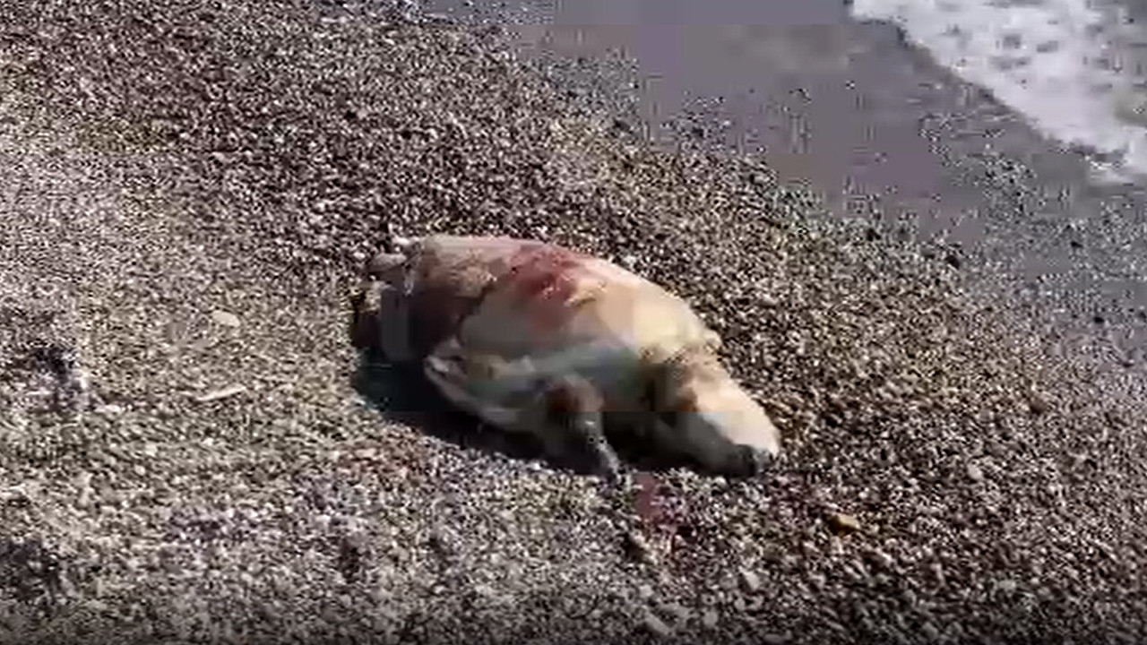Ölü kaplumbağa sahile vurdu