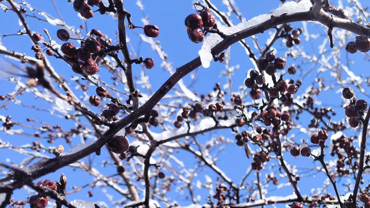 Yaz geldi derken kış geri döndü: Kars beyaz örtüye büründü