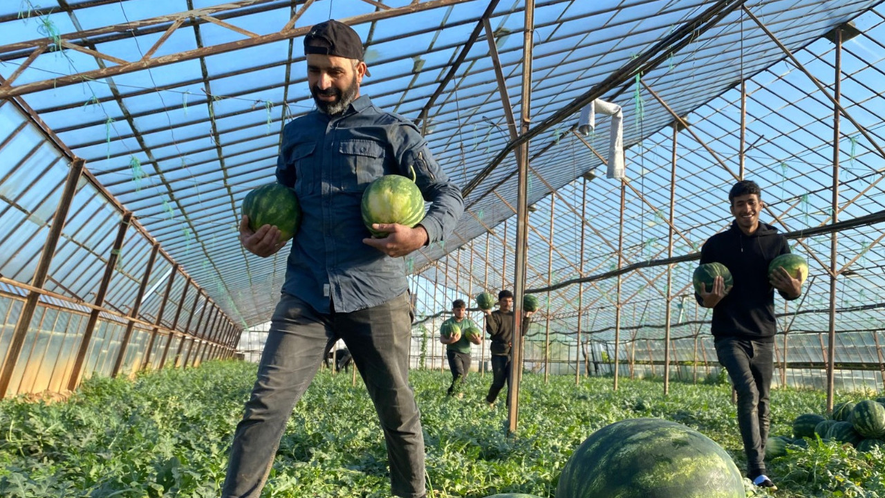 Antalya'da sezonun ilk karpuzları hasat ediliyor