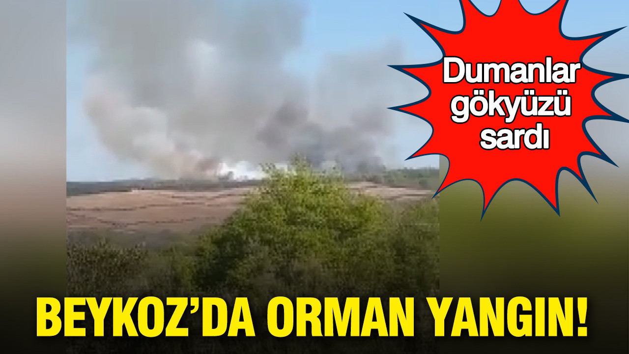 Bir kıvılcım yetti: Beykoz’da orman yangın