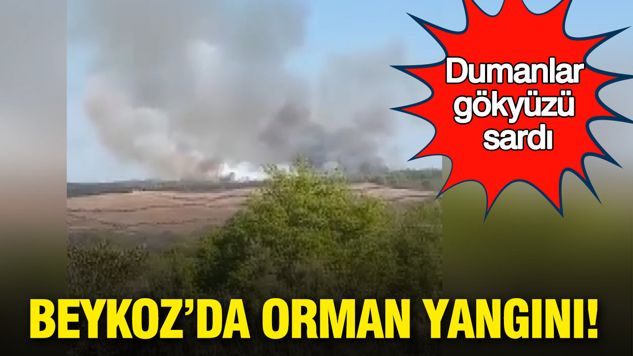 Bir kıvılcım yetti: Beykoz’da orman yangını