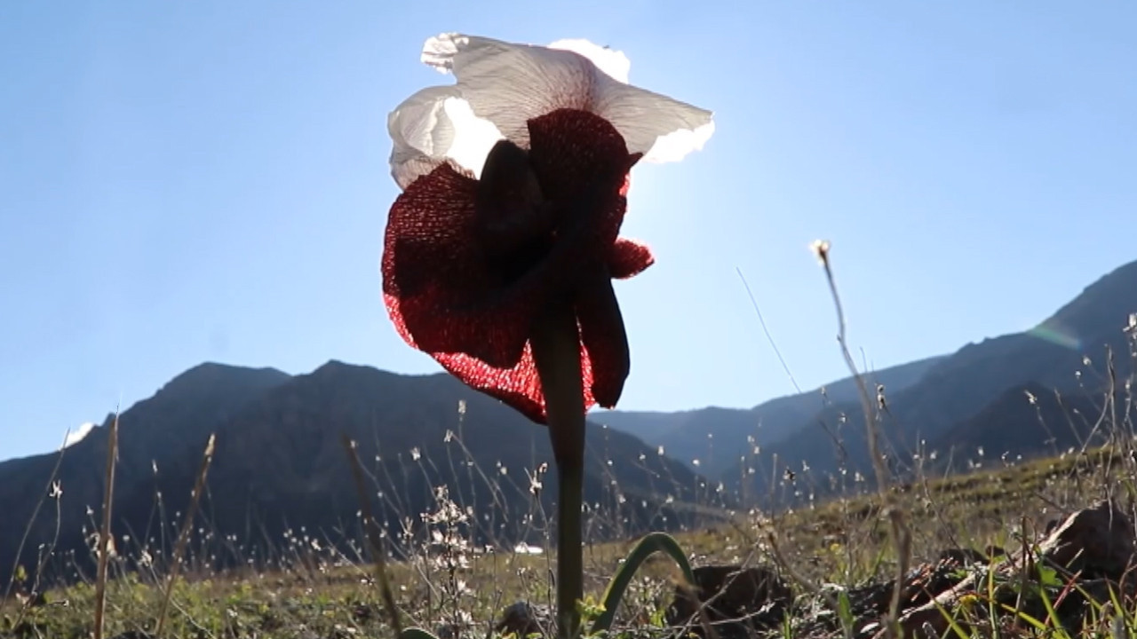Doğanın gelini görücüye çıktı: Erzurum’da nadide güzellik
