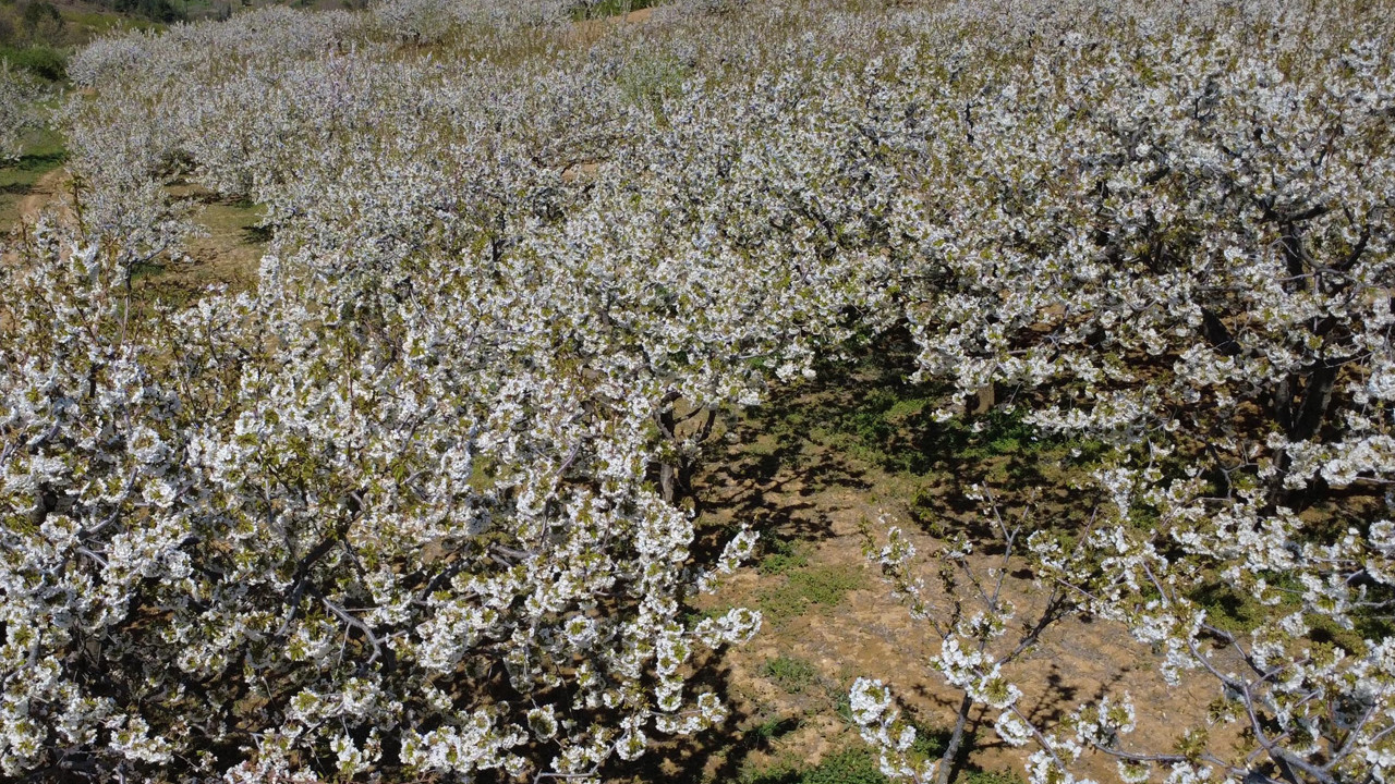 Dünya sofralarının gözdesi bu ağaçlarda