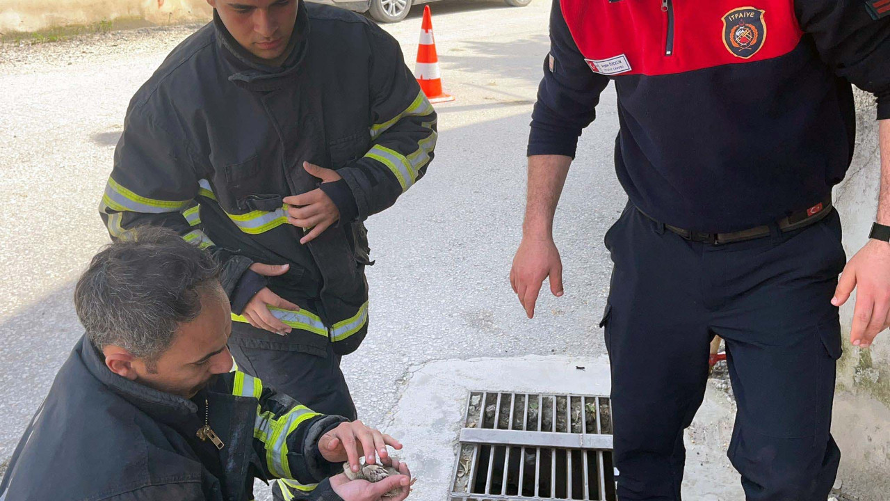 Hatay'da mazgala düşen civciv kurtarıldı