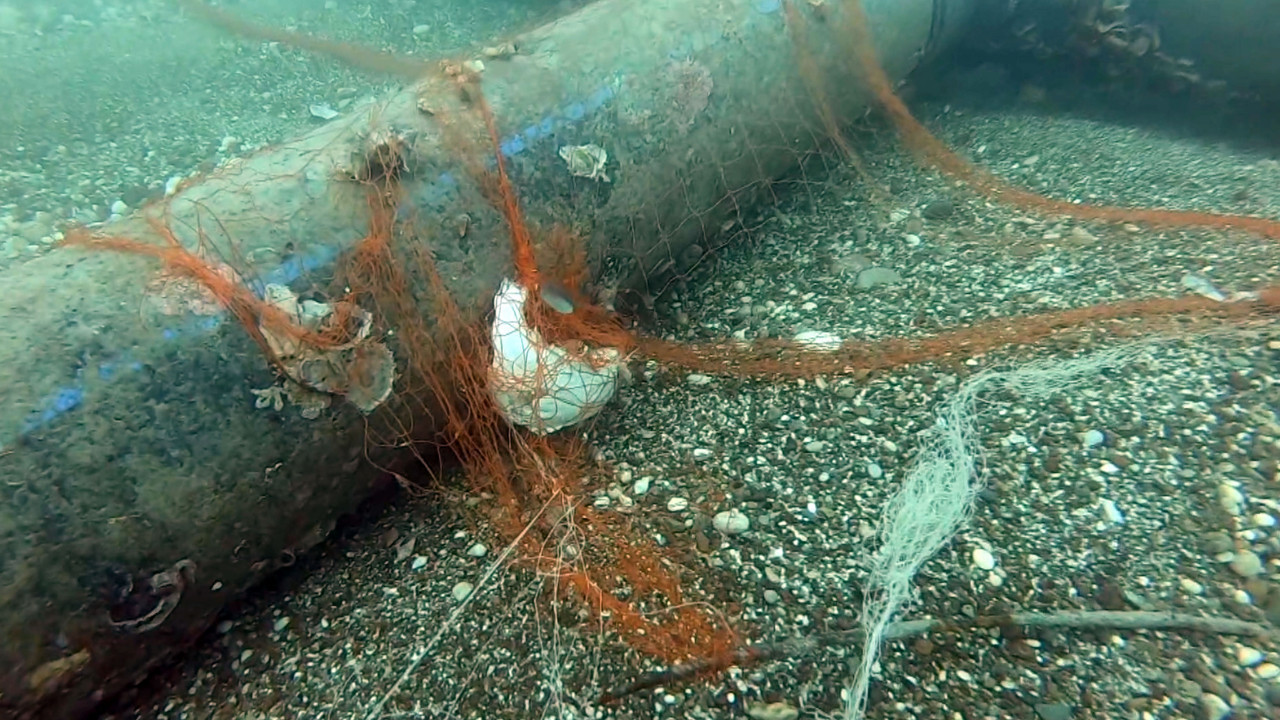 Hayalet ağlar temizlendi: 1,5 milyon deniz canlısı kurtarıldı