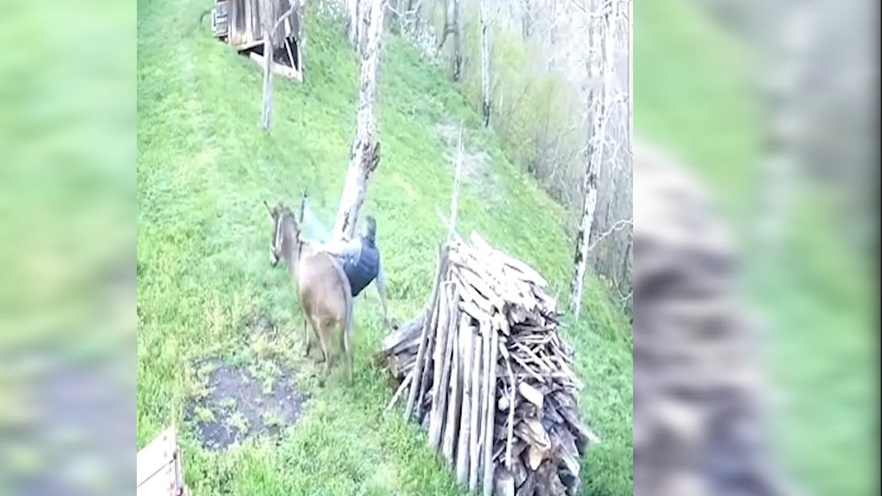 Huysuzlanan eşek sahibini sırtından attı: Ordu’da ilginç anlar kamarada