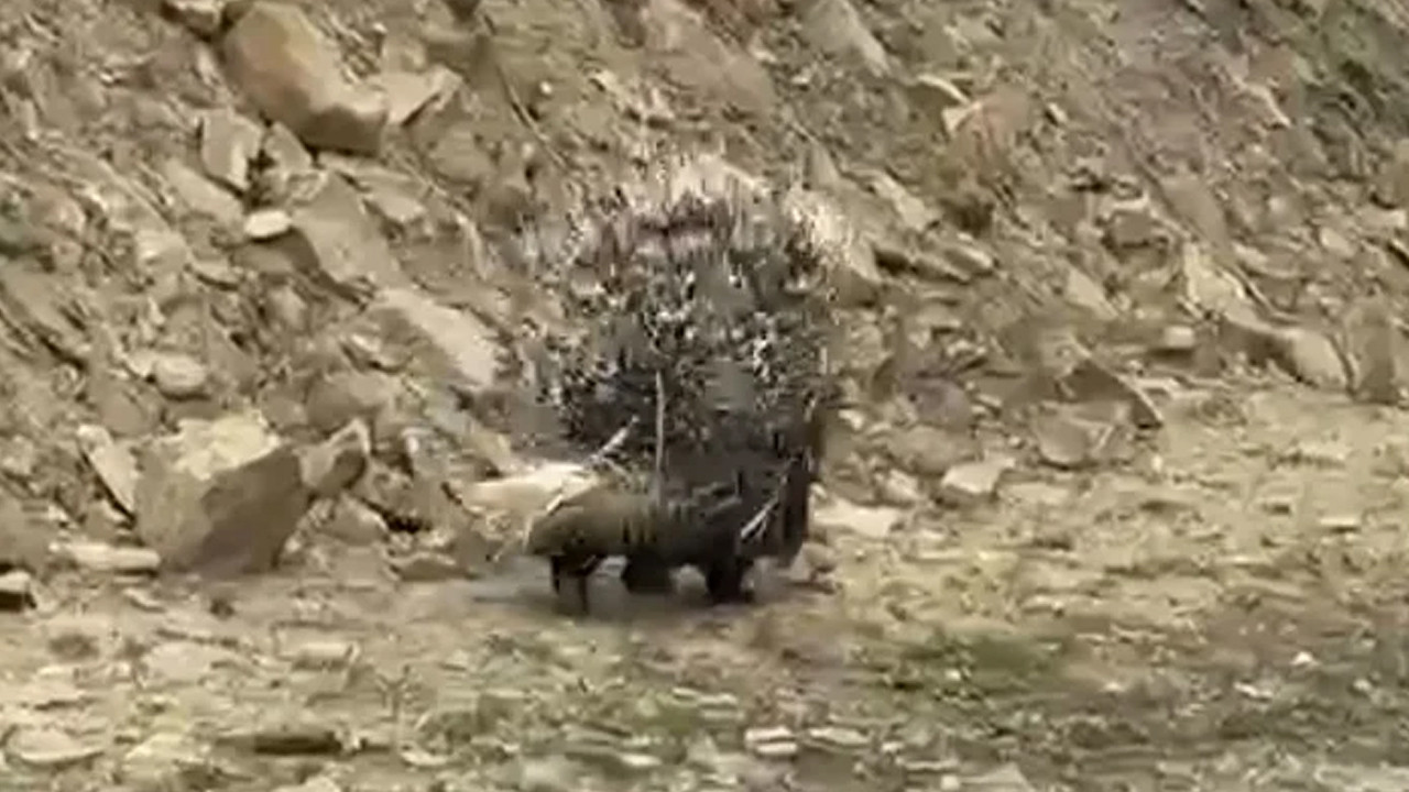 İran sınırında hareket edemez halde bulunmuştu: Nadir görülen 'misafir' ait olduğu yere döndü