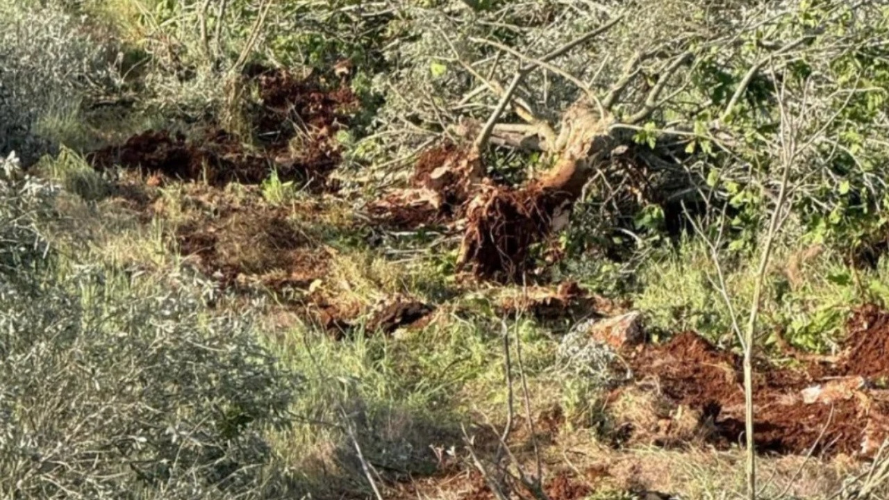 İsrail, Batı Şeria'da yaklaşık 400 zeytin ağacını kesti