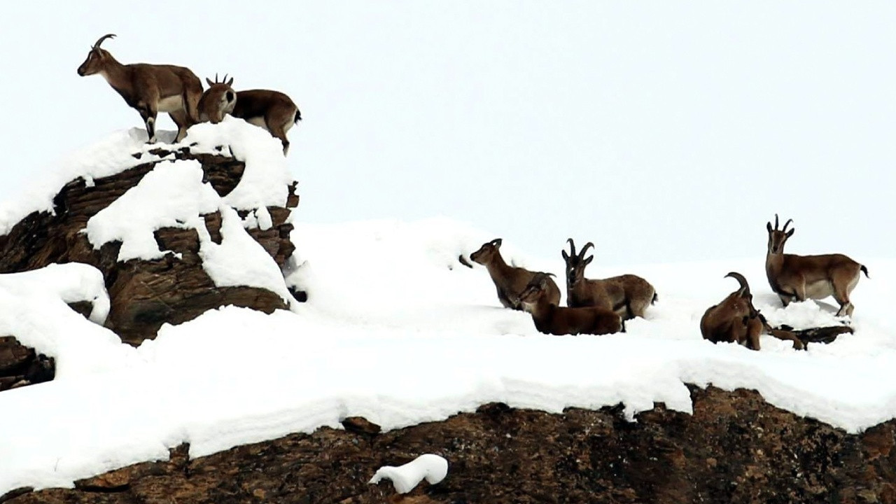 Koruma altındaki dağ keçileri havadan görüntülendi