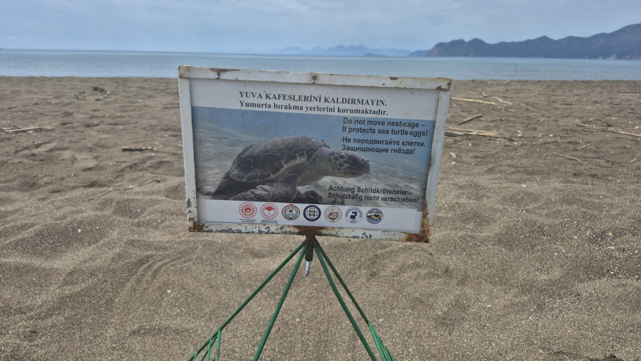 İztuzu kumsalı caretta carettalar için hazır