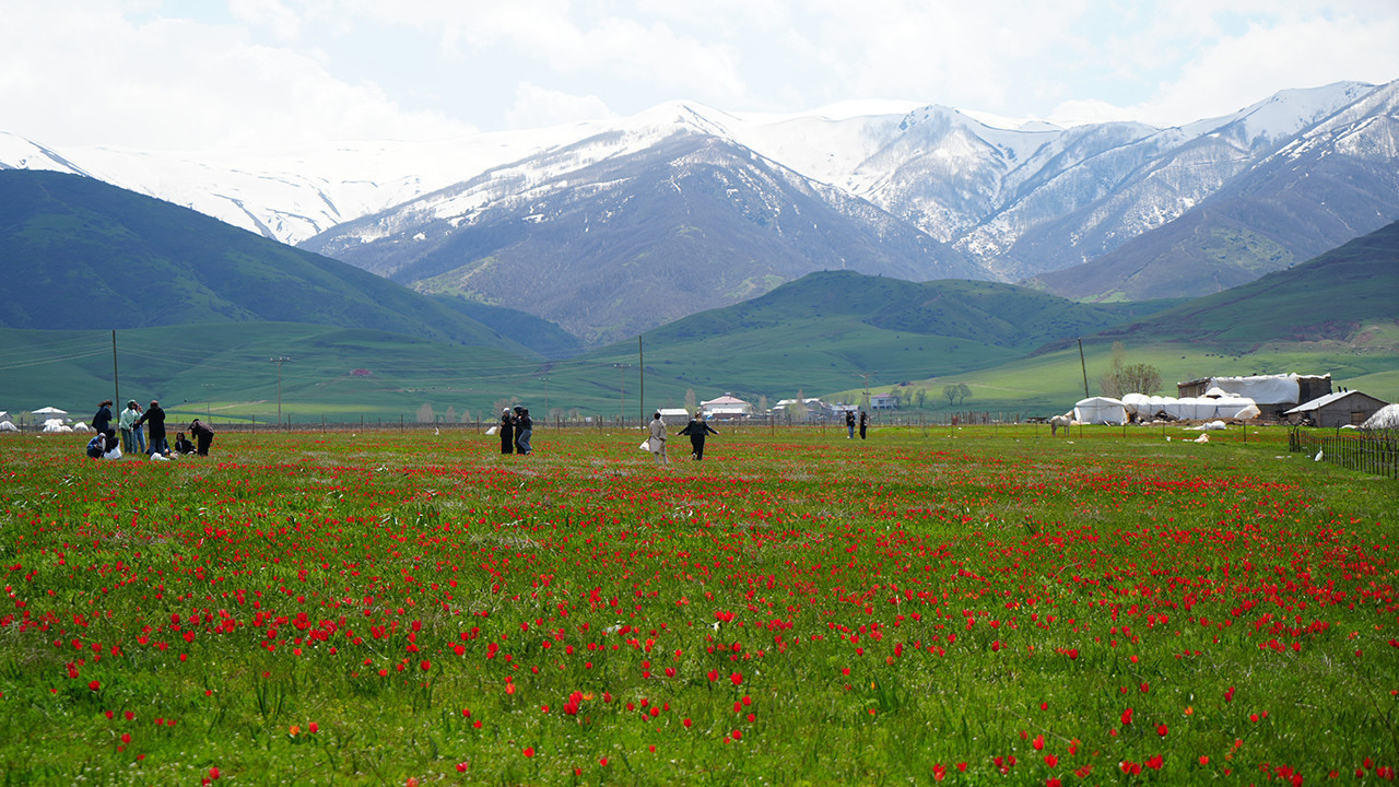 Muş lalesi ile ova kırmızıya büründü