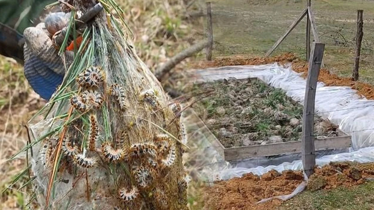 Ormanın gizli kahramanları: Düzce’de biyolojik seferberlik
