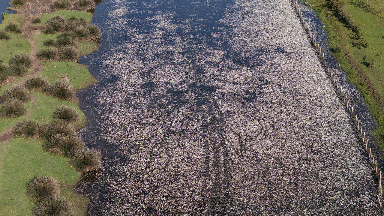 Su papatyaları ve mandalarıyla ziyaretçileri hayran bıraktı