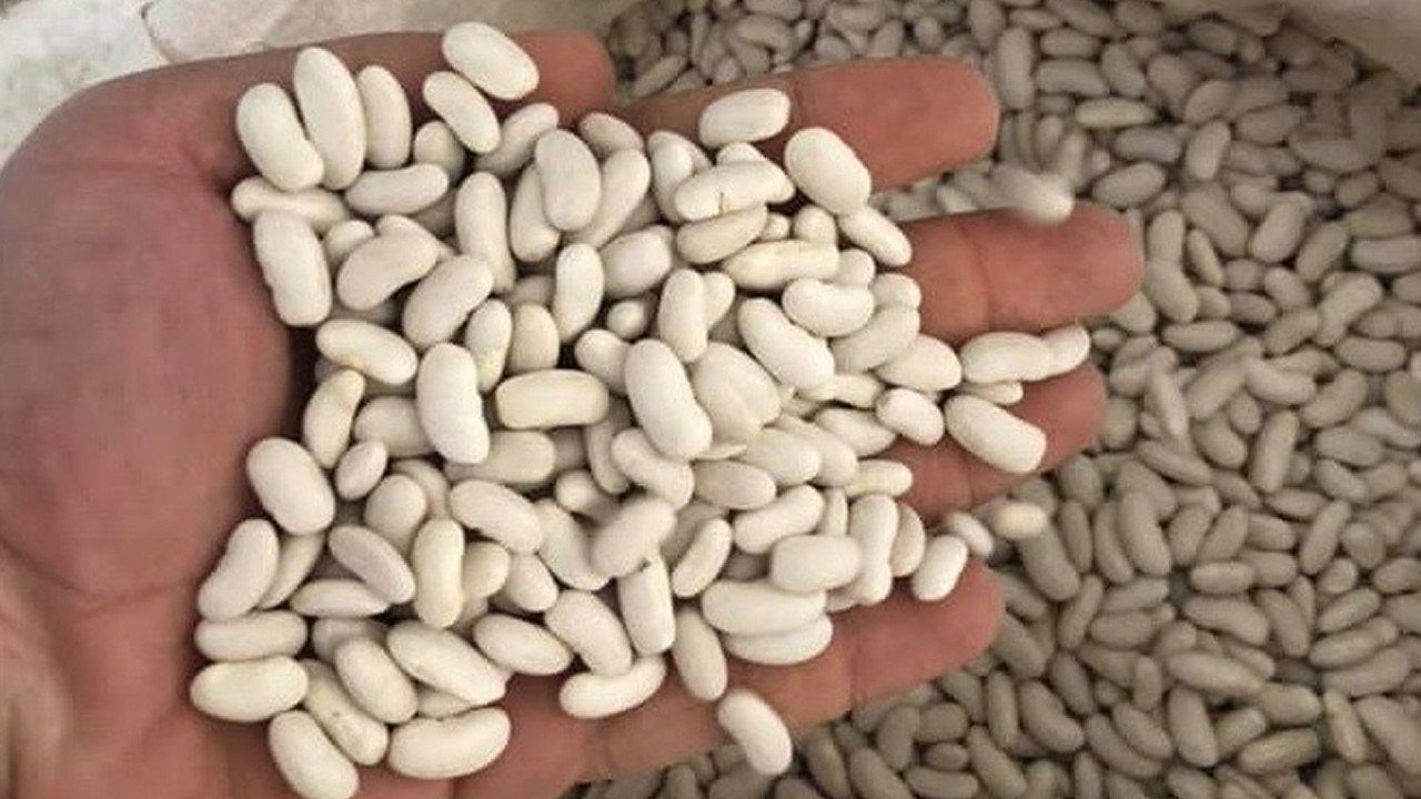 Çiftçilere 22 ton kuru fasulye dağıtıldı