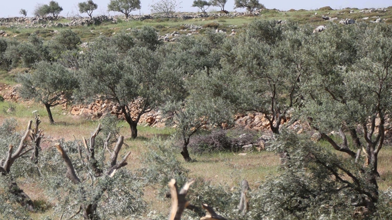İsrailliler, Ramallah kentinde 200 zeytin ağacını söktü
