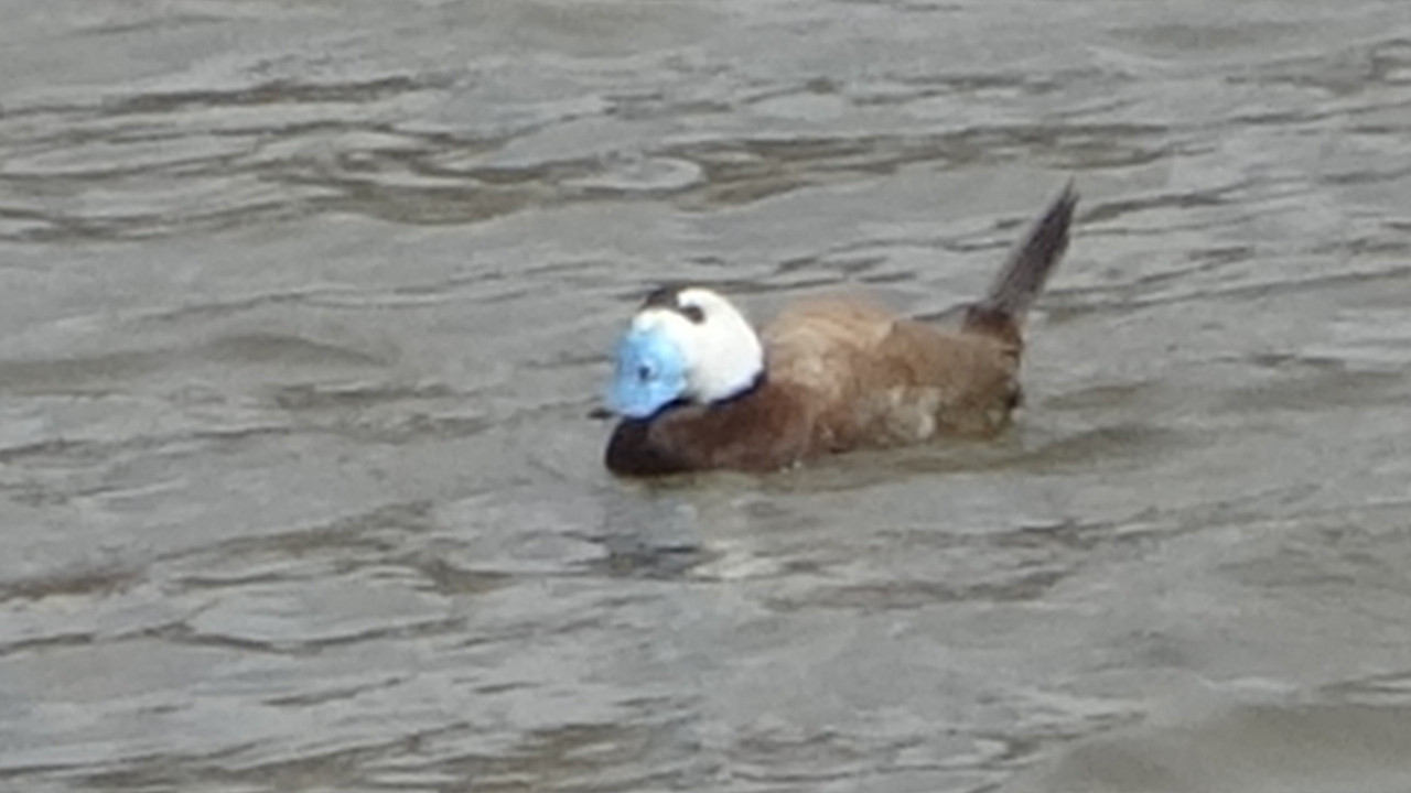 'Mavi Gaga' Van Gölü havzasına geri döndü