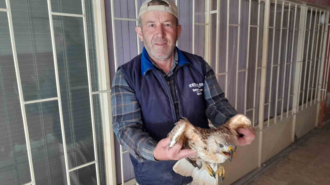 Tarlada hareketsiz yatarken buldu: "Almasaydım yem olacaktı"