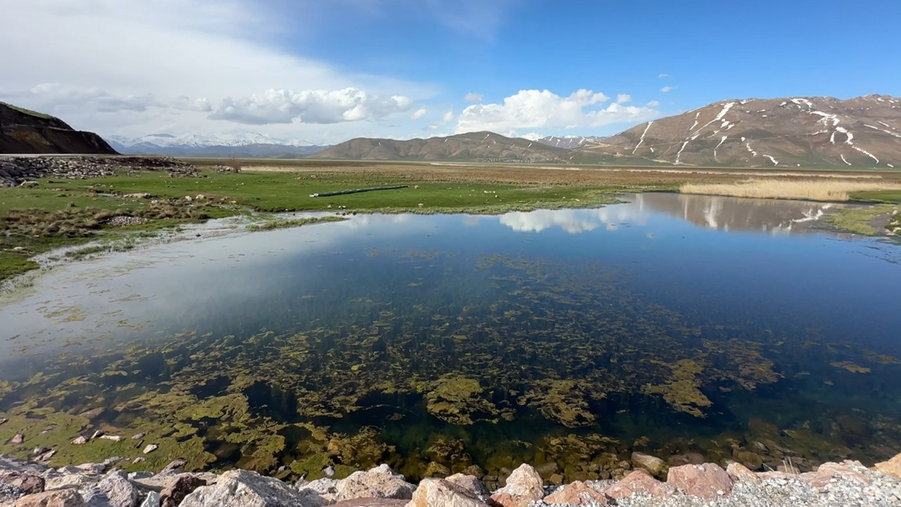 Yüksekova’da şaşırtan görüntü: Yılanlar sürü halinde ortaya çıktı