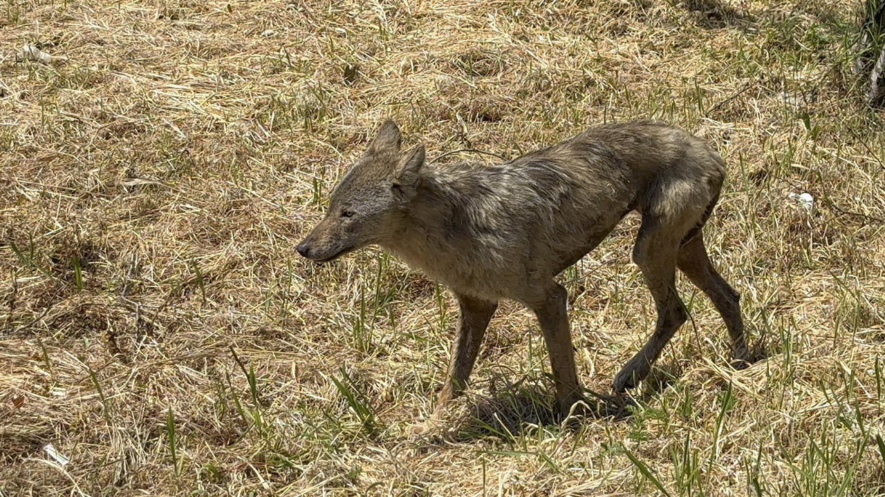 Aç kalan kurt merkeze indi