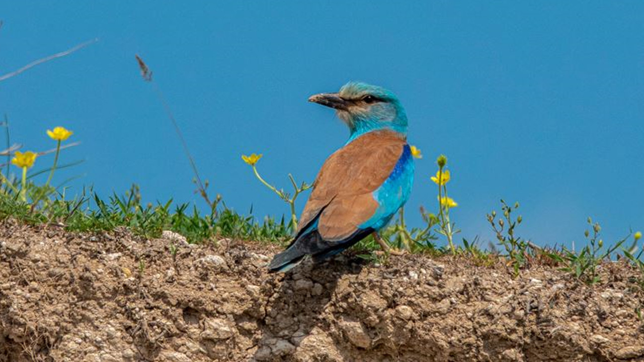 Gökyüzünün turkuaz prensi geri döndü: Göçmenlerin en renklisi