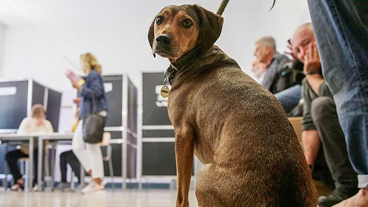 Hayvanlarda o yöntem tamamen yasaklandı