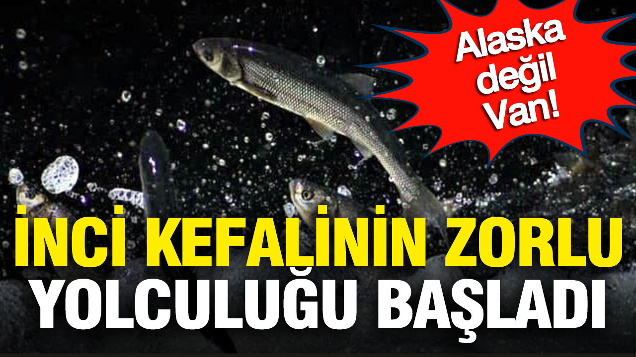 Alaska değil Van: İnci kefallerinin zor yolculuğu başladı