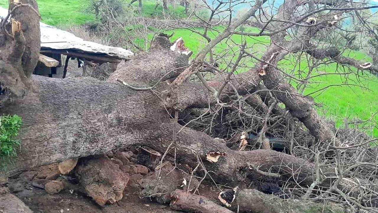 Dev ağaç yamaçtan kaydı, ağılı yerle bir etti