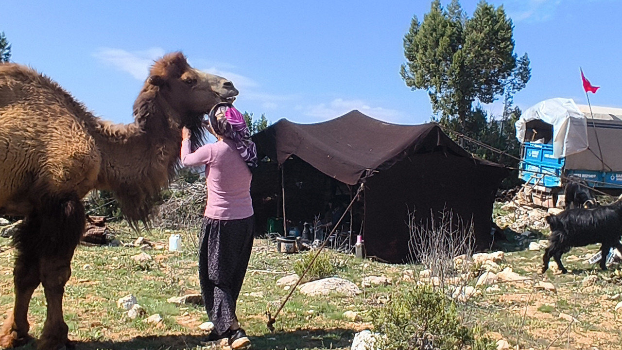 Develerle birlikte 20 günlük yolculuk başladı: Tarih canlandı