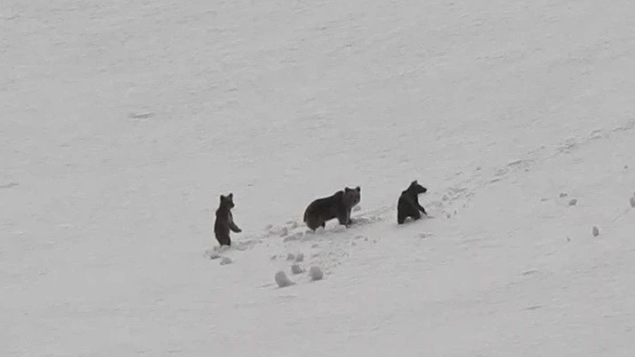 Doğanın muhteşem dönüşü: Anne ayı ve yavrularından Munzur’da görsel şölen