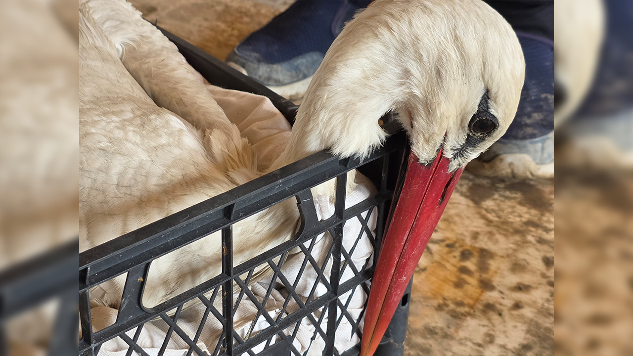 Hatay’da göç eden leylekler vuruluyor: Vurulan leylek sayısı pes dedirtti