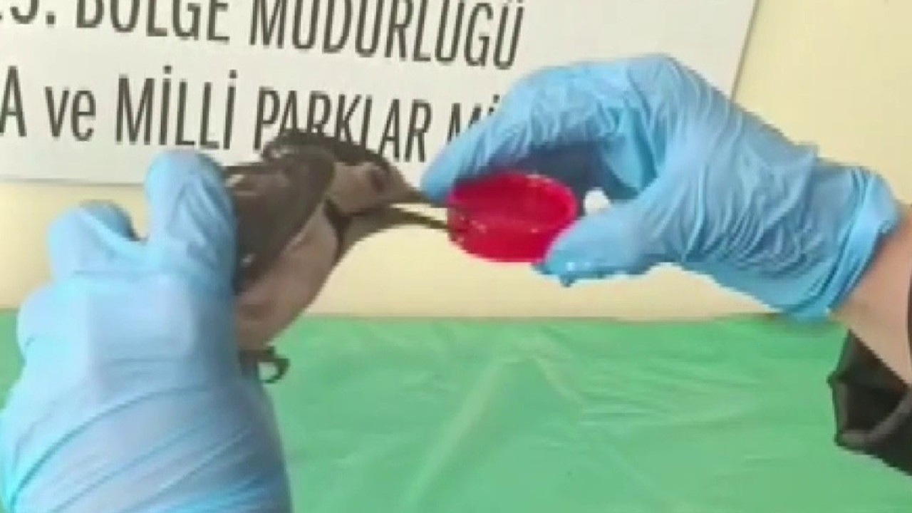 Herkes öldü sanıyordu ama o vazgeçmedi: Sivas'taki alaca ağaçkakanın inanılmaz dönüşü