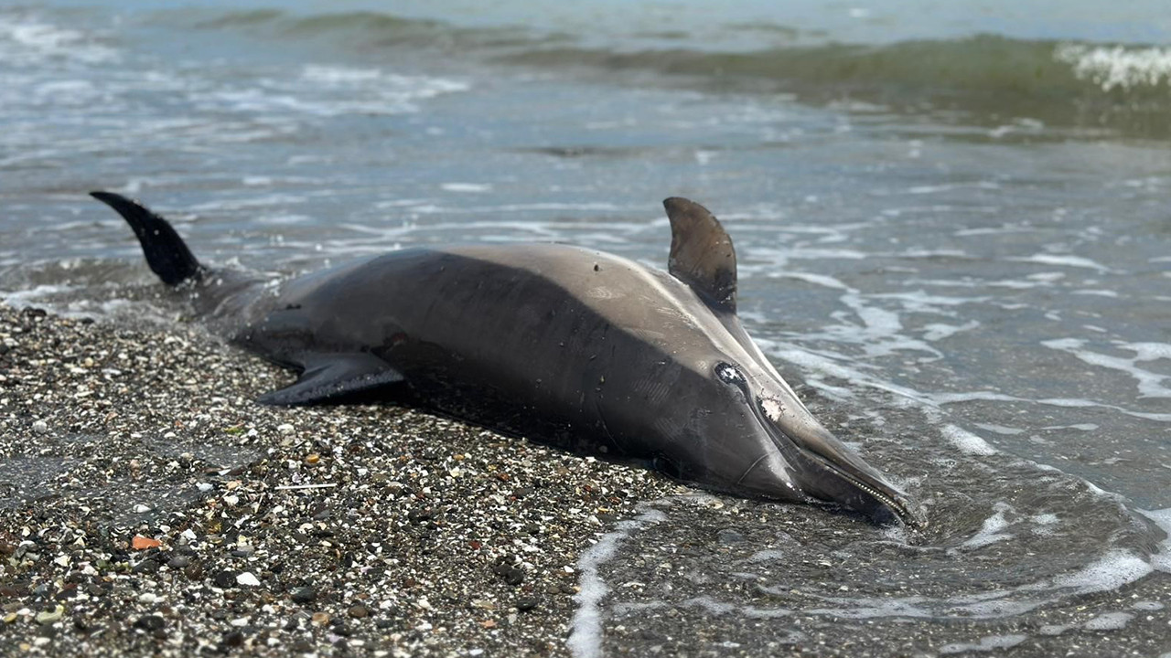 Karadeniz kıyısından üst üste ölü yunus haberleri geliyor