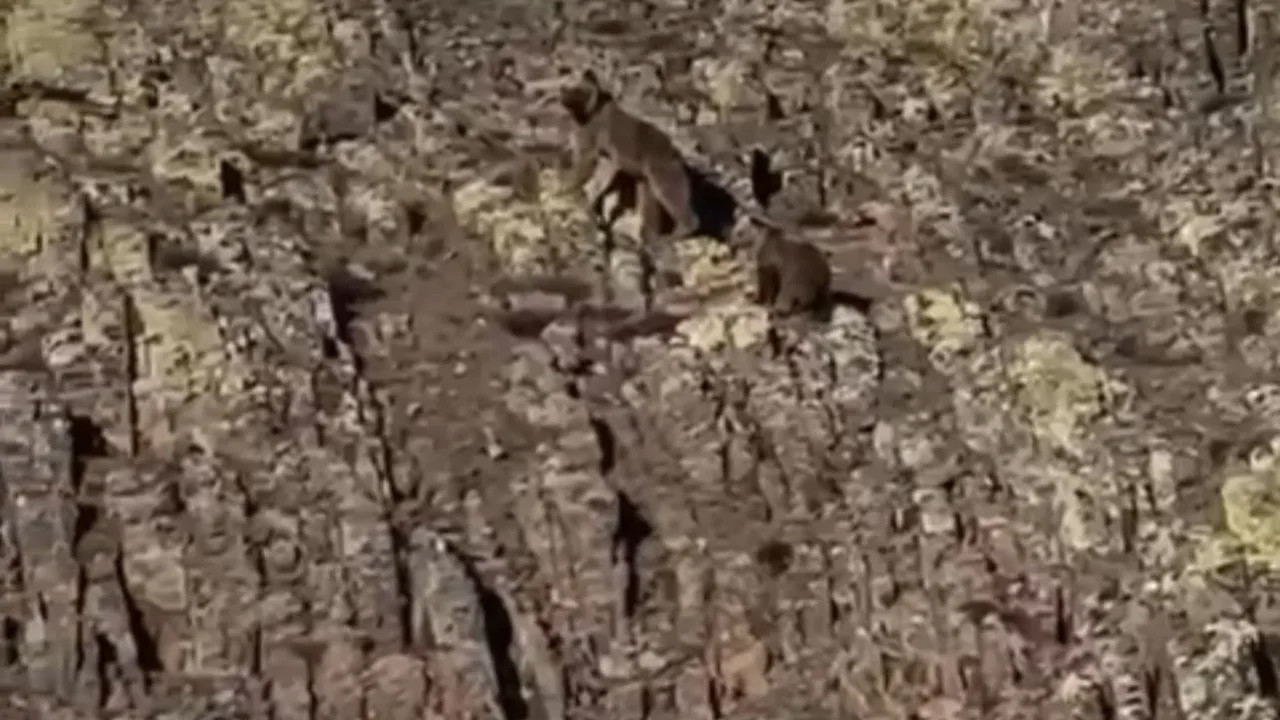 Malatya’da karla kaplı dağlarda ayı ve yavrusu görüntülendi