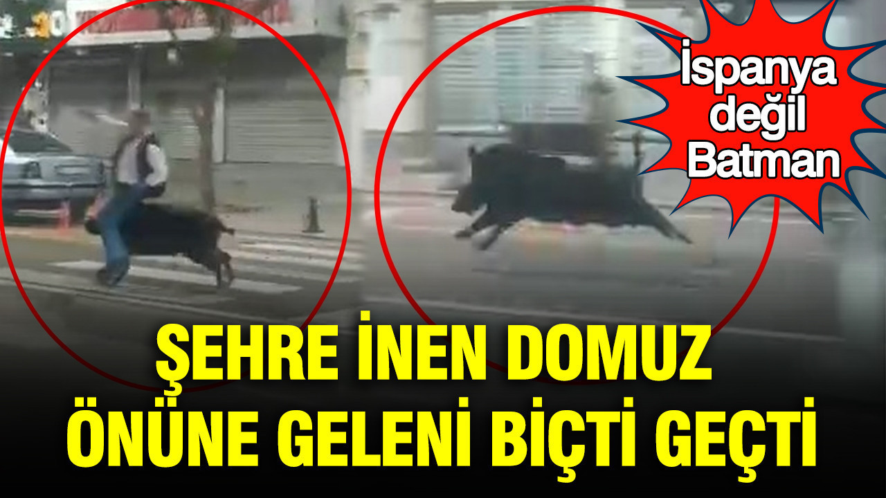 Şehre inen domuz önüne geleni biçti geçti: İspanya değil Batman: