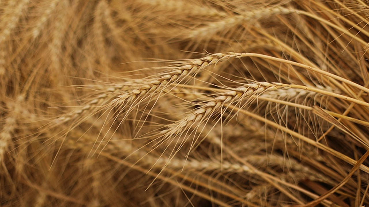 Tahıl krizinde ‘Tweet’ savaşı: Ukrayna ve İsrail arasında gerilim tırmanıyor