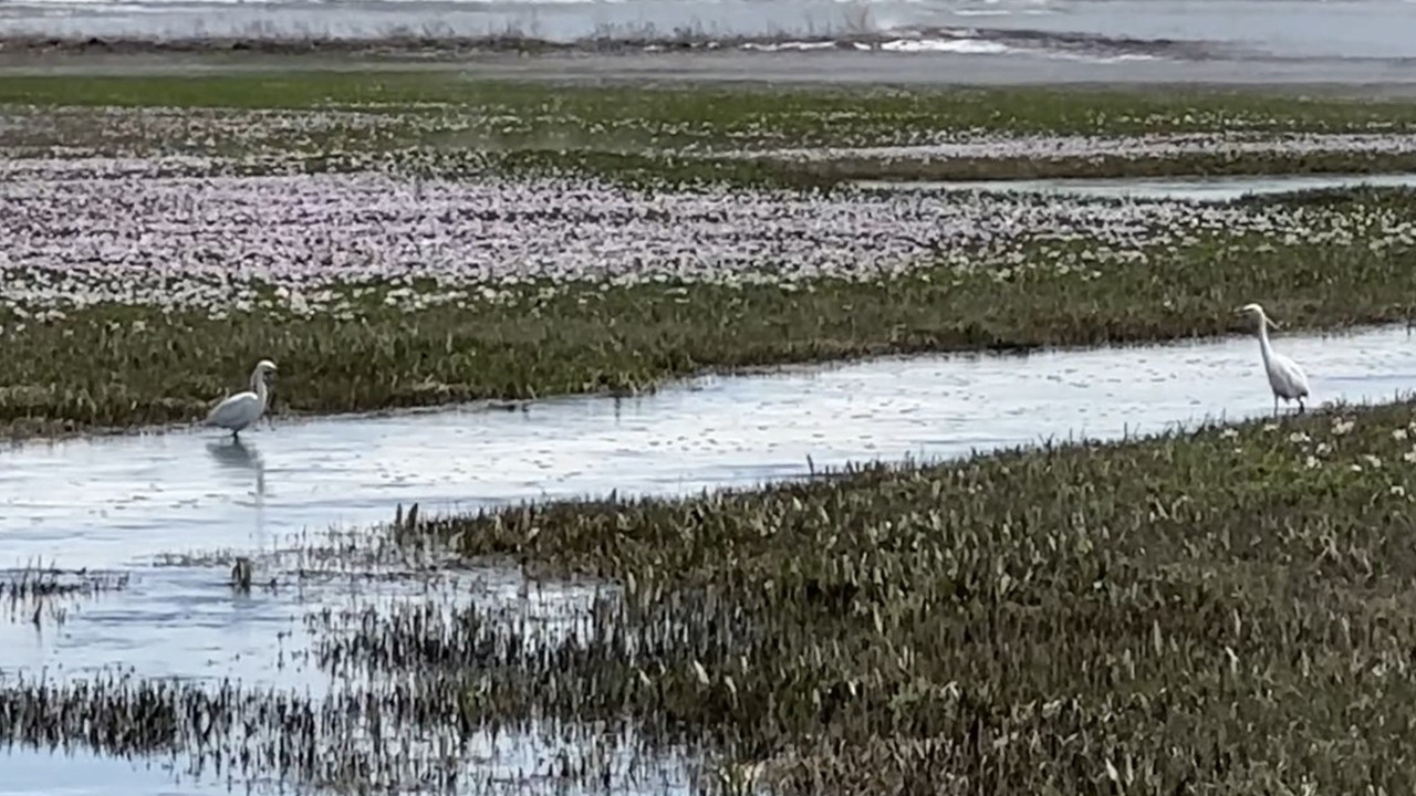 Yüksekova’da bahar müjdecisi: Göç yolundaki akbalıkçıllar Aksu Köyü’ne indi