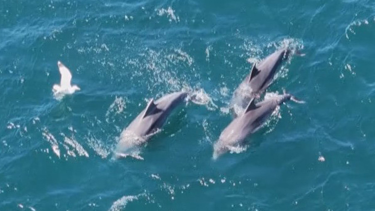 Yunusların İstanbul Boğazı’ndaki dansı dronla görüntülendi