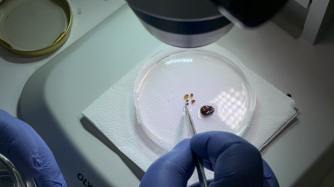 Bahar geldi, risk arttı: Kenelere karşı ne yapmalı?