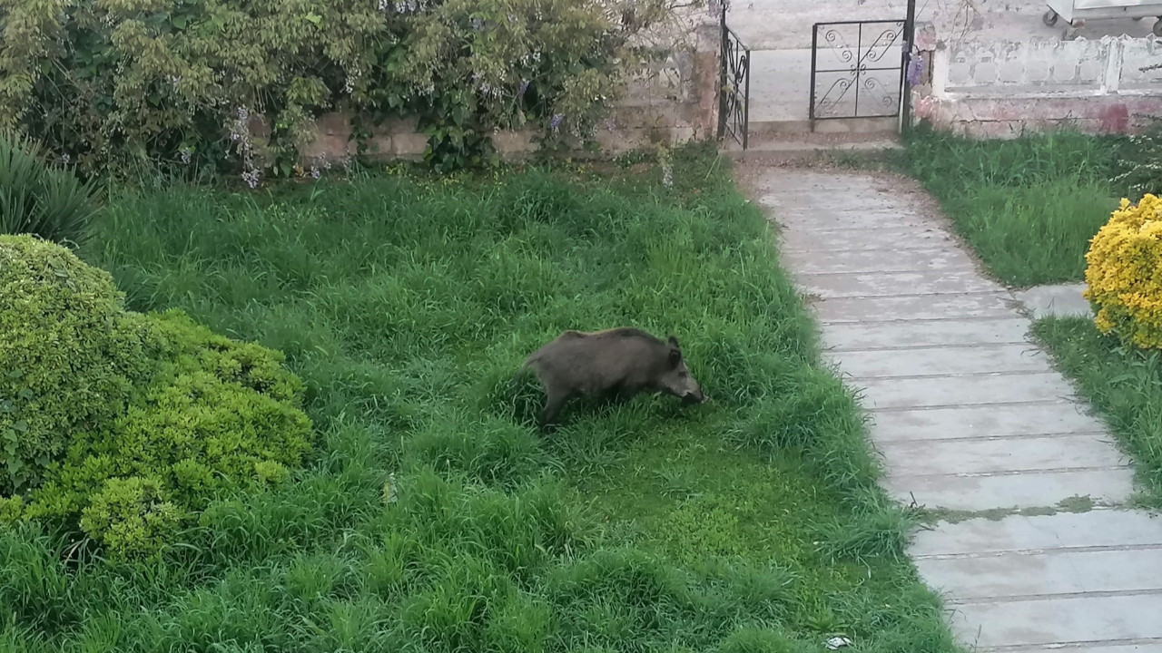 Betonlaşma doğayı vurdu: Domuzlar mahallelere indiler